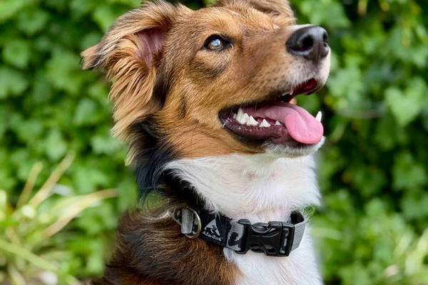 Alu-Cab Trail Buddy Dog Collar